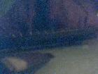 NefertiriWhite