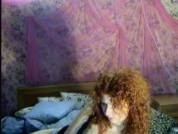 RedCurls